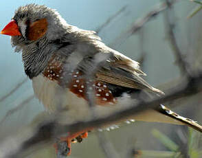 Diamant mandarin