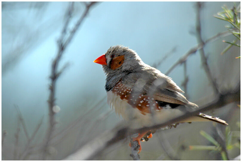 Sunda Zebra Finch