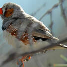 Diamant mandarin