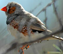 Sunda Zebra Finch