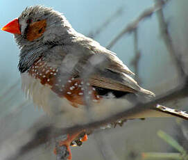 Diamant mandarin