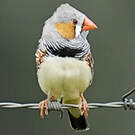 Diamant mandarin
