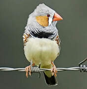 Sunda Zebra Finch