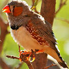 Diamant mandarin