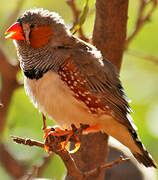 Sunda Zebra Finch