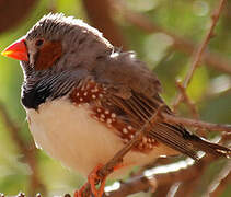 Sunda Zebra Finch