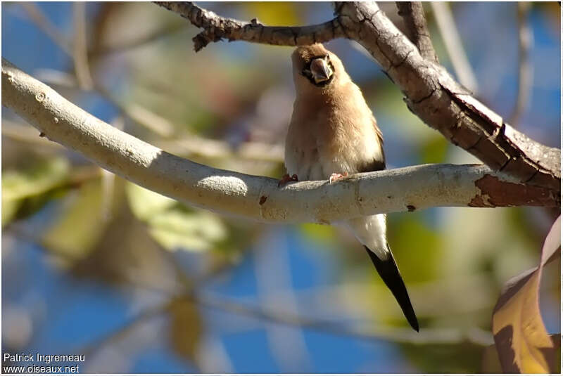 Masked Finchadult