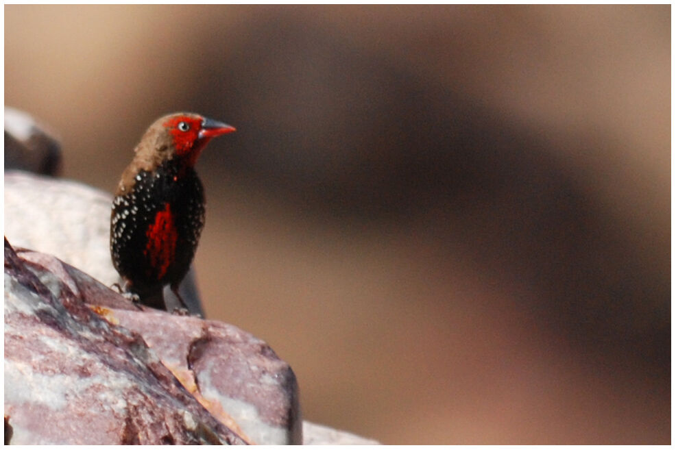 Painted Finch male adult