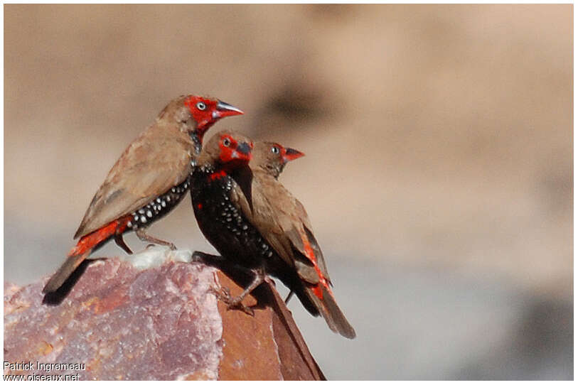 Painted Finch, Behaviour