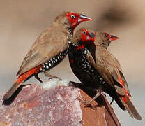 Painted Finch