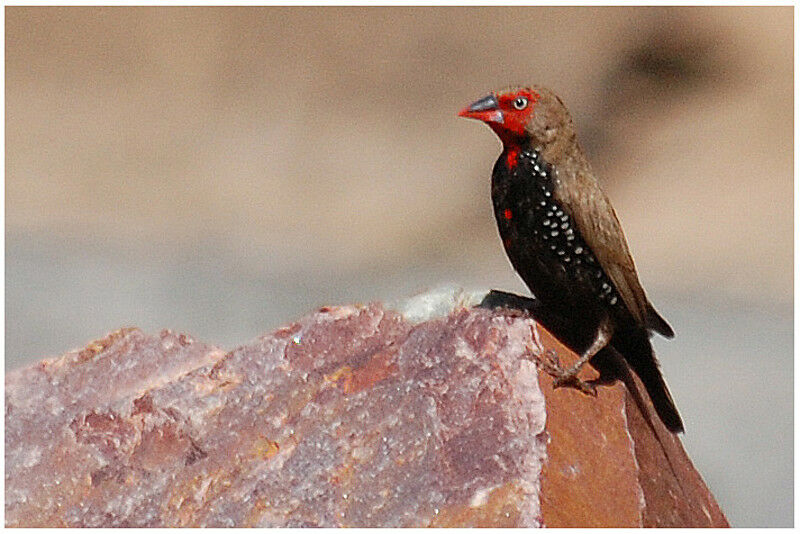 Painted Finch male adult