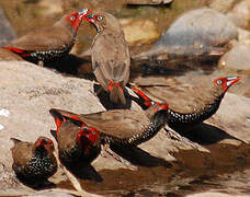 Painted Finch