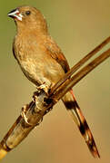 Crimson Finch