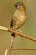 Crimson Finch