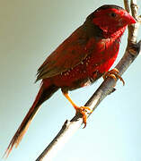 Crimson Finch