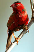 Crimson Finch