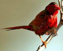 Crimson Finch