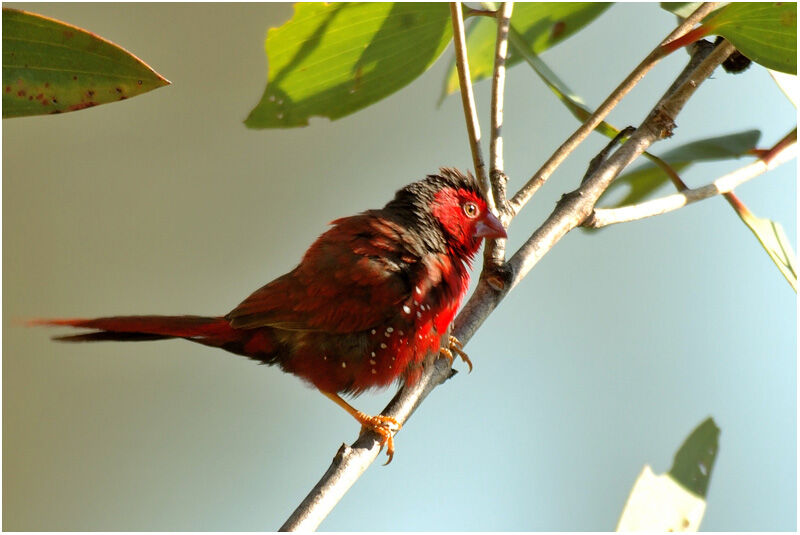 Crimson Finch male adult