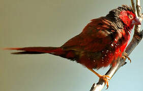 Crimson Finch