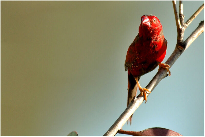 Crimson Finch male adult