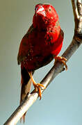 Crimson Finch