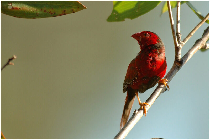 Crimson Finch male adult