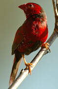 Crimson Finch