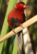 Crimson Finch