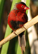 Crimson Finch