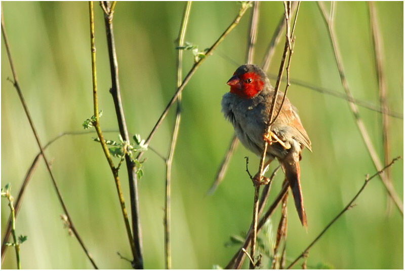 Crimson Finch female adult