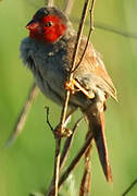 Crimson Finch