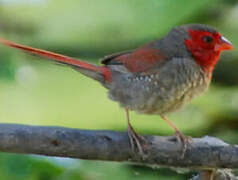 Crimson Finch