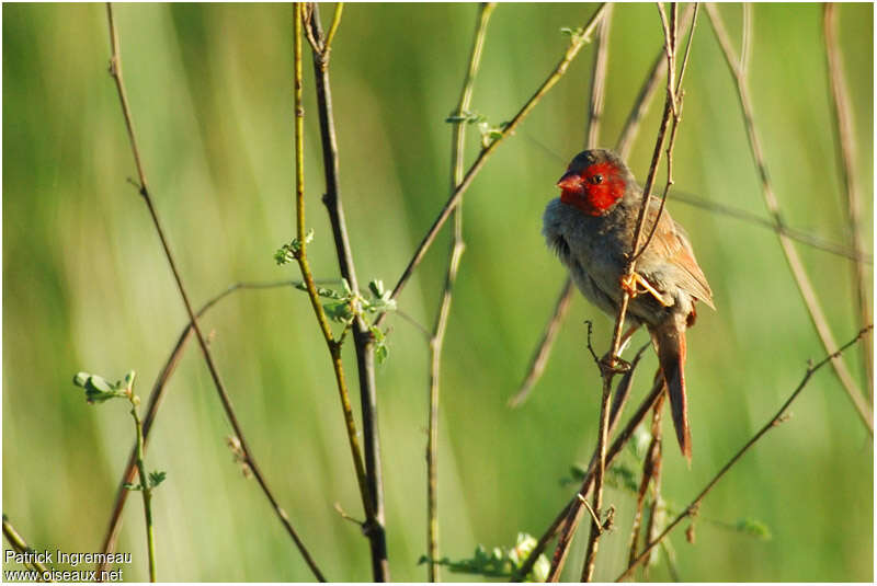 Crimson Finch female adult, close-up portrait