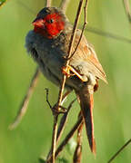 Crimson Finch