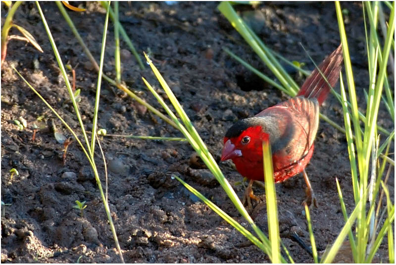 Crimson Finch male adult