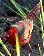 Crimson Finch