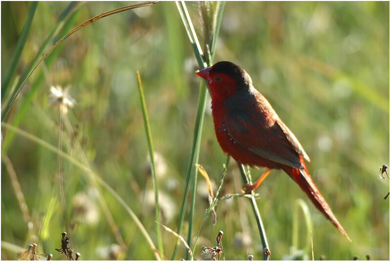 Crimson Finch male adult