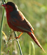 Crimson Finch