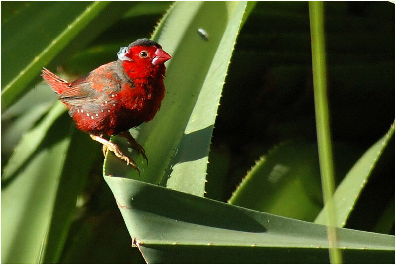 Crimson Finch male adult