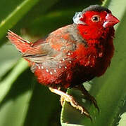 Crimson Finch