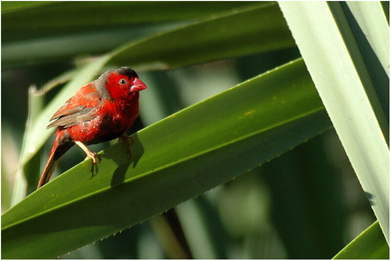 Crimson Finch male adult