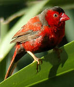 Crimson Finch