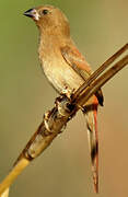 Crimson Finch