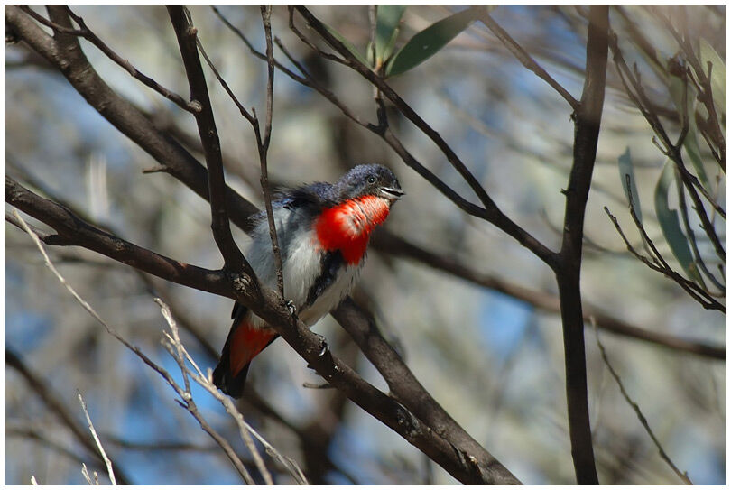 Mistletoebird