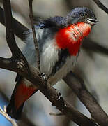 Mistletoebird