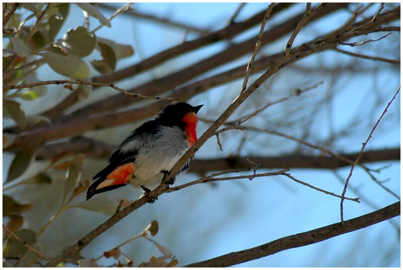 Mistletoebird