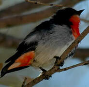 Mistletoebird