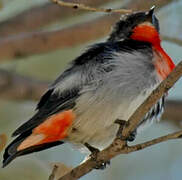 Mistletoebird