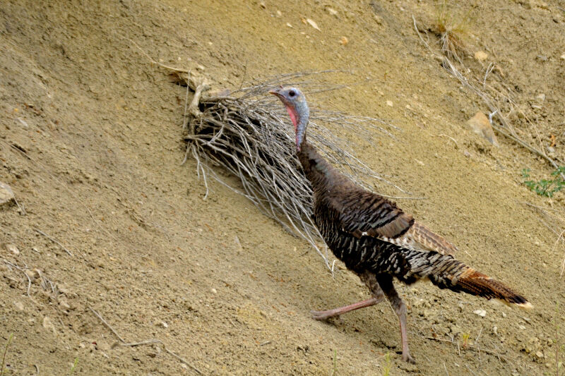 Wild Turkeyadult