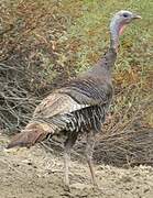 Wild Turkey